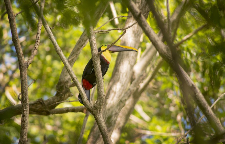 Shipstern Conservation &amp; Management Area, Corozal District, Belize